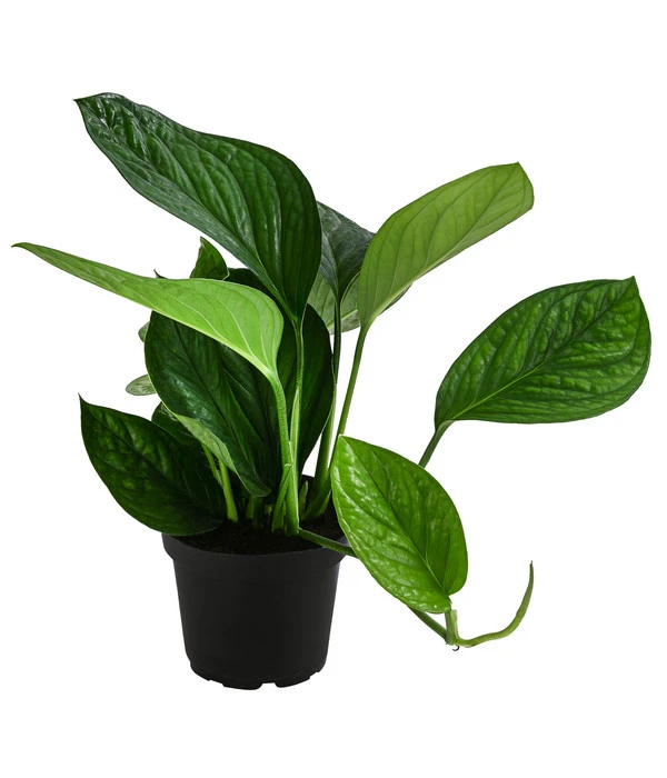 Fensterblatt - Monstera 'Pinnatipartita' 1 Fensterblatt - Monstera 'Pinnatipartita'