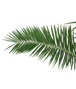 XXL Kanarische Dattelpalme, Ca. 170 Cm -Outdoor Garten Geschäft 8753063 PR DE 001 XXLKanarischeDattelpalme70L