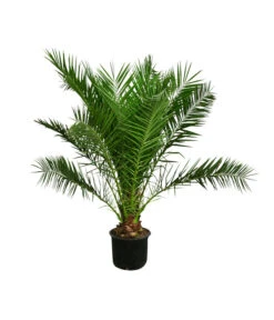 Bestseller 9 XXL Kanarische Dattelpalme, Ca. 170 Cm