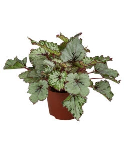 Blattbegonie - Begonia Rex-Hybride 'Asian Tundra'