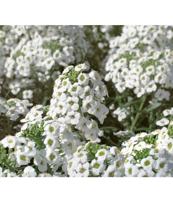 Duftsteinrich 3 Duftsteinrich – Bild 3