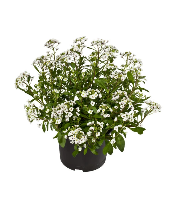 Duftsteinrich 2 Duftsteinrich – Bild 2