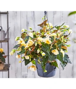 Hängebegonie 'Champagner', Ampel -Outdoor Garten Geschäft 8809709 PR MO 003 HaengebegonieChampagner13PBL18UveSauer