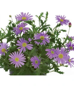 Blaues Gänseblümchen 7 Blaues Gänseblümchen -Outdoor Garten Geschäft 8809931 BildFS 001 BlauesGaensebluemchenBrachyscomeMultifBlau