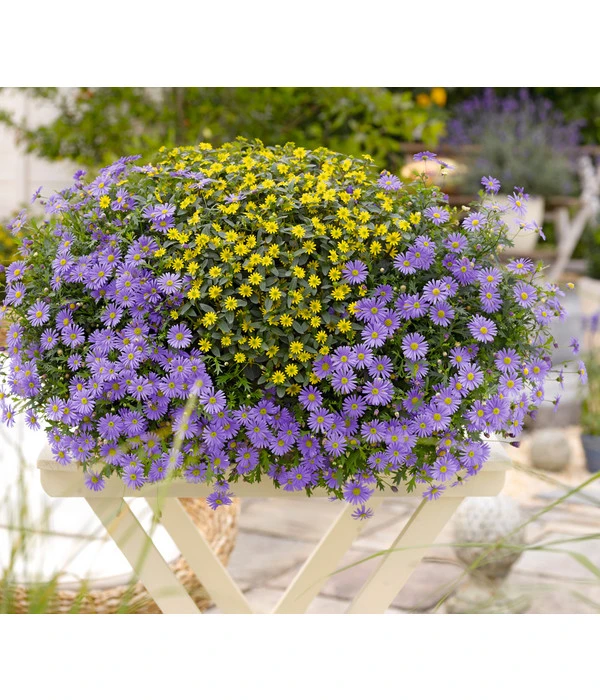 Blaues Gänseblümchen 2 Blaues Gänseblümchen – Bild 2