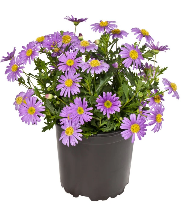 Blaues Gänseblümchen 1 Blaues Gänseblümchen