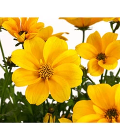 Goldmarie 'Golden Empire' 11 Goldmarie 'Golden Empire' -Outdoor Garten Geschäft 8810038 PR DE 001 GoldmarieBidensFerulifoliaGoldenEmpireT11Herzig