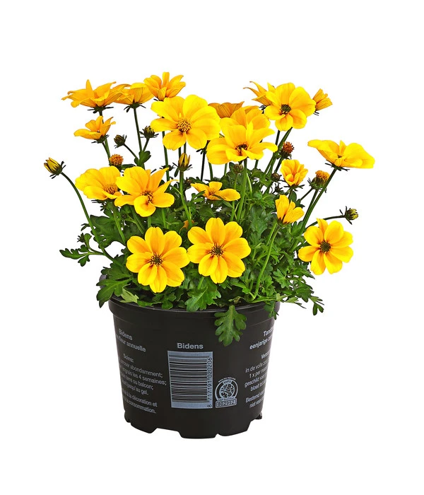 Goldmarie 'Golden Empire' 1 Goldmarie 'Golden Empire'