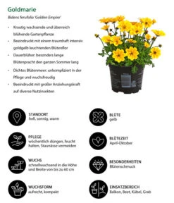 Goldmarie 'Golden Empire' 10 Goldmarie 'Golden Empire' -Outdoor Garten Geschäft 8810038 WE IG 001 Goldmarie