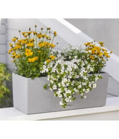 Goldmarie 'Golden Empire' 8 Goldmarie 'Golden Empire' -Outdoor Garten Geschäft 8810038 WE MO 001 BidensGoldenEmpireSuteraEuphorbiaDiamondfrost