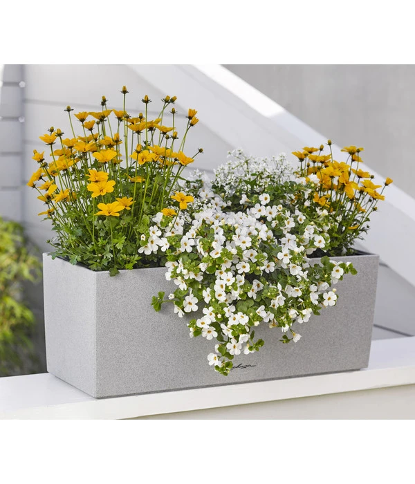 Goldmarie 'Golden Empire' 3 Goldmarie 'Golden Empire' – Bild 3