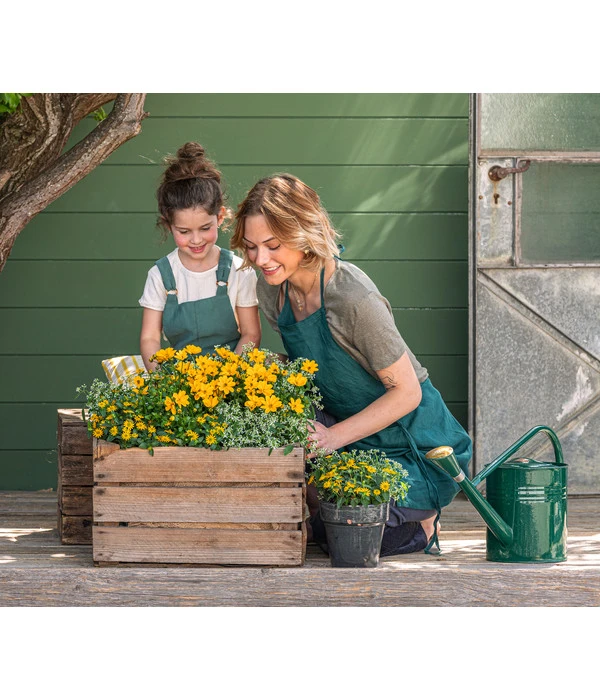 Goldmarie 'Golden Empire' 2 Goldmarie 'Golden Empire' – Bild 2