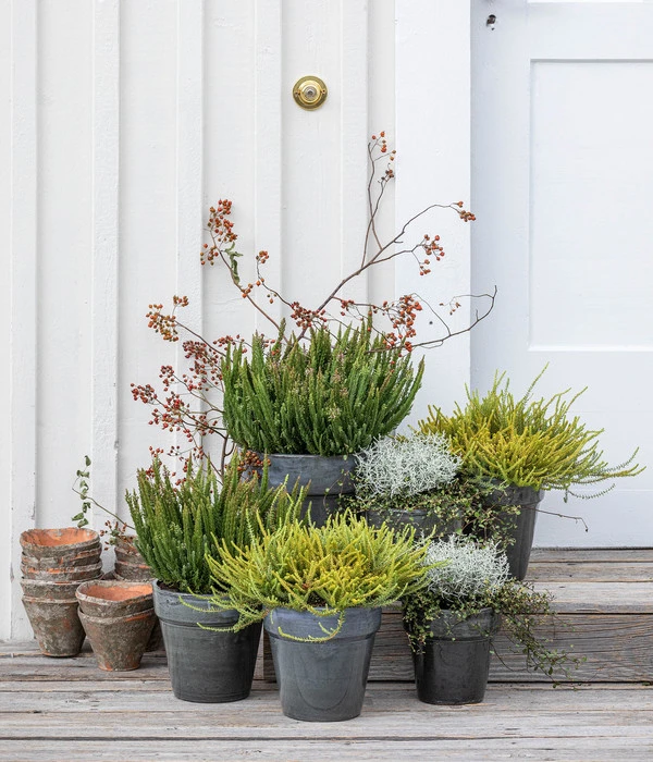 Mueca - Gitterkraut Und Mühlenbeckia 6 Mueca - Gitterkraut Und Mühlenbeckia – Bild 6