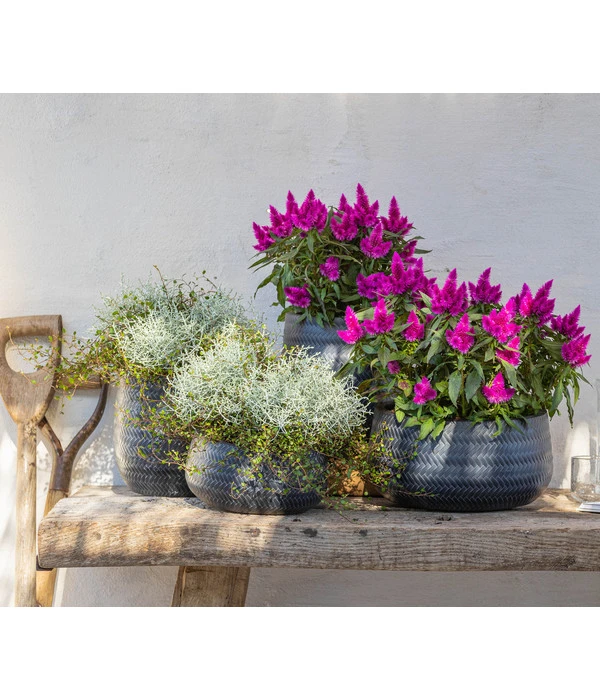 Mueca - Gitterkraut Und Mühlenbeckia 3 Mueca - Gitterkraut Und Mühlenbeckia – Bild 3