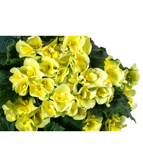 Wandhänger Mit Hängebegonien, Verschiedene Sorten 7 Wandhänger Mit Hängebegonien, Verschiedene Sorten – Bild 7