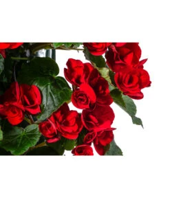 Wandhänger Mit Hängebegonien, Verschiedene Sorten 20 Wandhänger Mit Hängebegonien, Verschiedene Sorten -Outdoor Garten Geschäft 8810988 WE DE 001 HaengebegonieWandhaengerrot