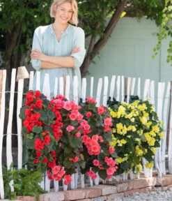 Wandhänger Mit Hängebegonien, Verschiedene Sorten 15 Wandhänger Mit Hängebegonien, Verschiedene Sorten -Outdoor Garten Geschäft 8810988 WE MO 001 BegoniaWandhaenger