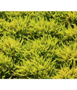 Krähenbeere -Outdoor Garten Geschäft 8812216 BildFS 001 KraehenbeereRauschbeereEmpetrumNigrum