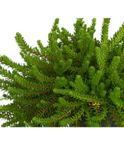 Krähenbeere -Outdoor Garten Geschäft 8812216 WE DE 002 EmpetrumNigrumKraehenbeereT11DehnerExpressHerzig