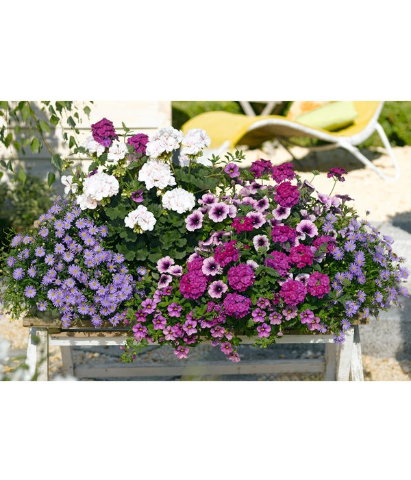 Blaues Gänseblümchen 3 Blaues Gänseblümchen – Bild 3