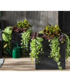 Punktblume 'Hippo', Verschiedene Sorten 12 Punktblume 'Hippo', Verschiedene Sorten -Outdoor Garten Geschäft 8814147 WE MO 001 GlechomaPlectranthusIpomoeaSolenostemonHippoMix