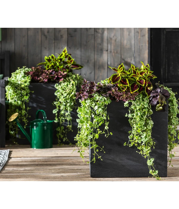 Punktblume 'Hippo', Verschiedene Sorten 5 Punktblume 'Hippo', Verschiedene Sorten – Bild 5