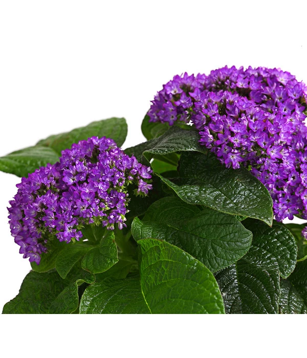 Vanilleblume 2 Vanilleblume – Bild 2