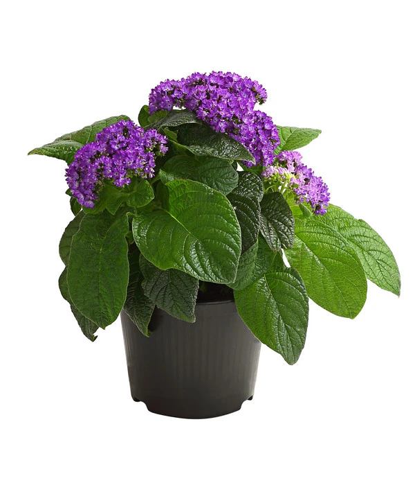 Vanilleblume 1 Vanilleblume