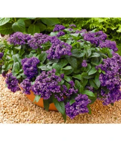 Vanilleblume 7 Vanilleblume -Outdoor Garten Geschäft 8814279 BildFS 001 SonnenwendeVanilleblumeHeliotropiumArborescens