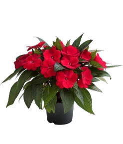 Edellieschen, Verschiedene Farben -Outdoor Garten Geschäft 8814634 WE FS 003 EdellieschenImpatiensNeuguineaT12DehnerExpressHerzig