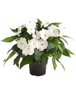 Edellieschen, Verschiedene Farben -Outdoor Garten Geschäft 8814634 WE FS 004 EdellieschenImpatiensNeuguineaT12DehnerExpressHerzig