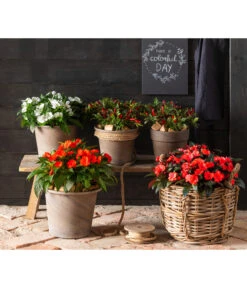 Edellieschen, Verschiedene Farben -Outdoor Garten Geschäft 8814634 WE MO 001 ImpatiensNeuGuineaEdellieschen 2021 GC15