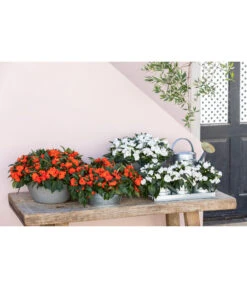 Edellieschen, Verschiedene Farben -Outdoor Garten Geschäft 8814634 WE MO 001 ImpatiensT12