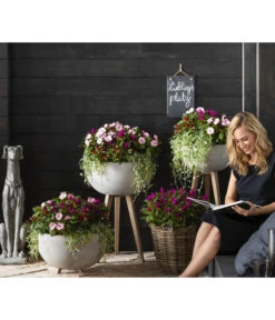 Edellieschen, Verschiedene Farben -Outdoor Garten Geschäft 8814634 WE MO 003 ImpatiensNeuGuineaDichondraCelosiaVenezuela2021GC15