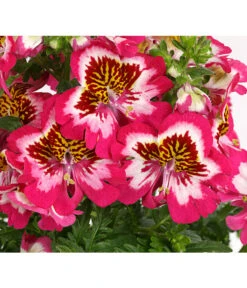 Bauernorchidee -Outdoor Garten Geschäft 8815367 PR DE 001 SchizanthusT12DehnerExpressHerzig