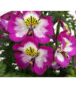 Bauernorchidee -Outdoor Garten Geschäft 8815367 PR DE 002 SchizanthusT12DehnerExpressHerzig