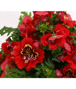 Bauernorchidee -Outdoor Garten Geschäft 8815367 PR DE 003 SchizanthusT12DehnerExpressHerzig