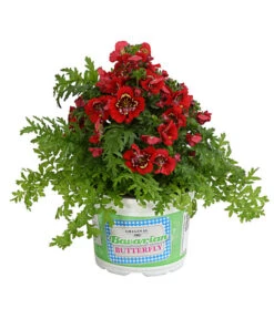 Bauernorchidee -Outdoor Garten Geschäft 8815367 PR FS 003 SchizanthusT12DehnerExpressHerzig