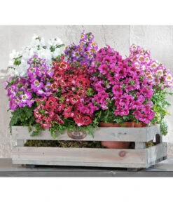 Bauernorchidee -Outdoor Garten Geschäft 8815367 PR MO 002 SchizanthusT12BL18NEUUveSauer