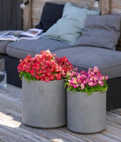 Bauernorchidee -Outdoor Garten Geschäft 8815367 WE MO 001 Bauernorchidee