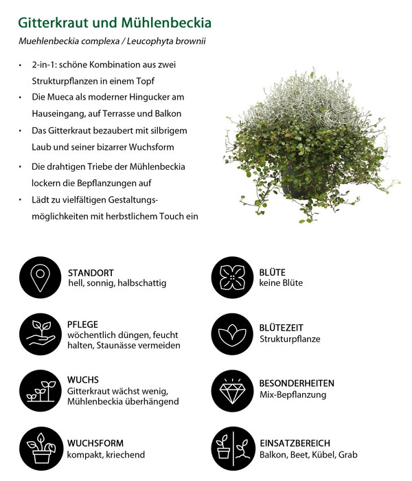 Mueca - Gitterkraut Und Mühlenbeckia 7 Mueca - Gitterkraut Und Mühlenbeckia – Bild 7