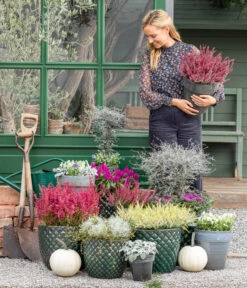 Mueca - Gitterkraut Und Mühlenbeckia 12 Mueca - Gitterkraut Und Mühlenbeckia -Outdoor Garten Geschäft 8815763 WE MO 001 MuecaGitterkrautMuehlenbeckia