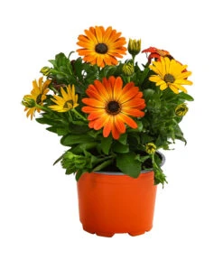 Kapkörbchen, Orange