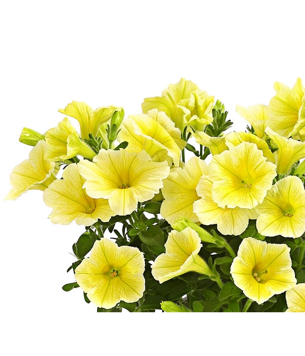 Hängepetunie, Gelb 2 Hängepetunie, Gelb – Bild 2