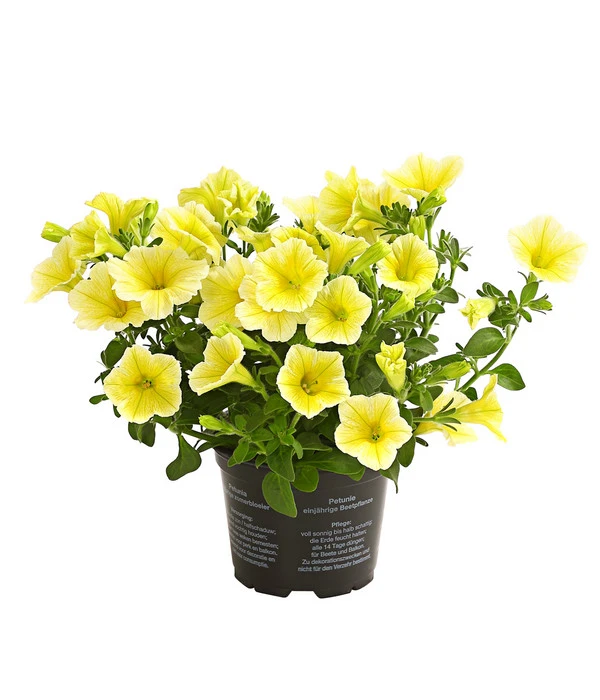 Hängepetunie, Gelb 1 Hängepetunie, Gelb