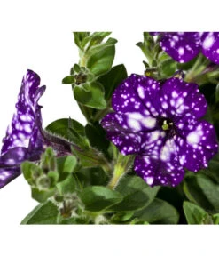 Hängepetunie 'Night Sky' 11 Hängepetunie 'Night Sky' -Outdoor Garten Geschäft 8816506 WE DE 002 PetuniaNightSky DehnerExpressWunderlich