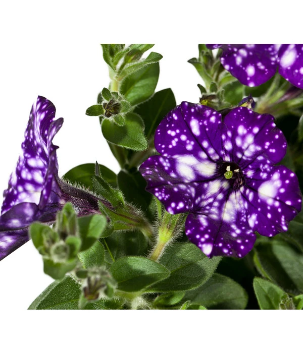 Hängepetunie 'Night Sky' 6 Hängepetunie 'Night Sky' – Bild 6