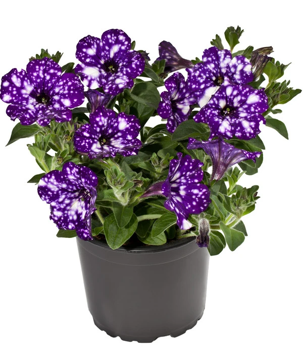 Hängepetunie 'Night Sky' 1 Hängepetunie 'Night Sky'