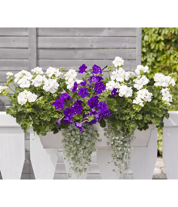 Hängepetunie 'Night Sky' 2 Hängepetunie 'Night Sky' – Bild 2