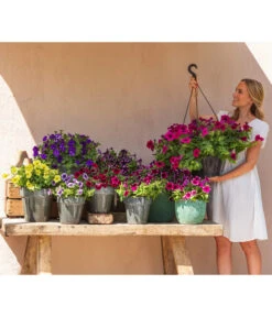 Hängepetunie 'Night Sky' 10 Hängepetunie 'Night Sky' -Outdoor Garten Geschäft 8816506 WE MO 003 NightSky BestofPetunien